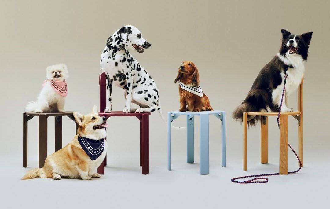 Собака в амуниции doglix